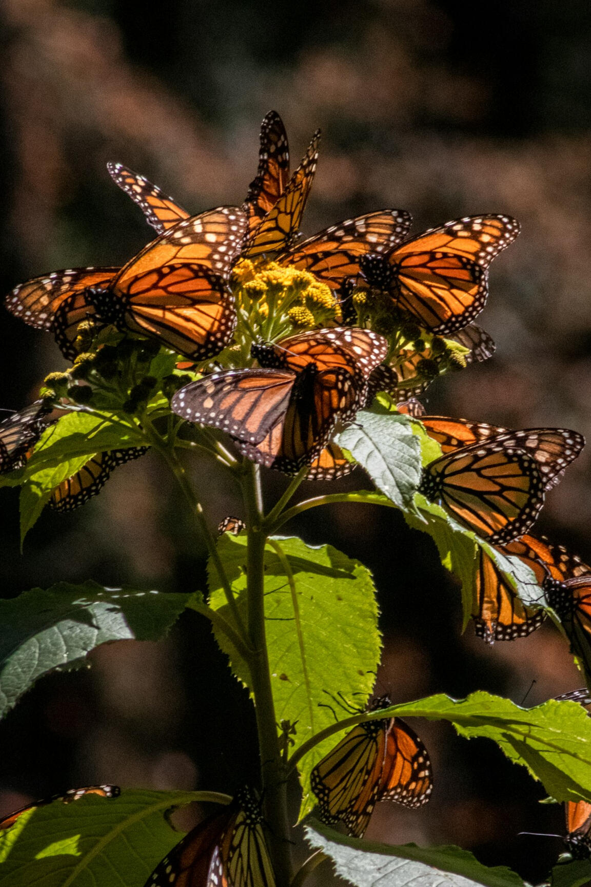 Monarch Butterflies Photo by Erika Löwe on Unsplash