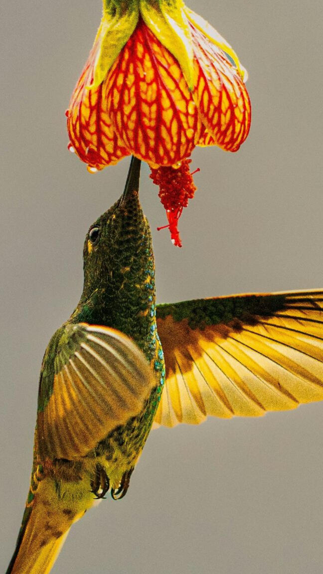 Hummingbird Feeding Photo By Jesse Cason on Unsplash