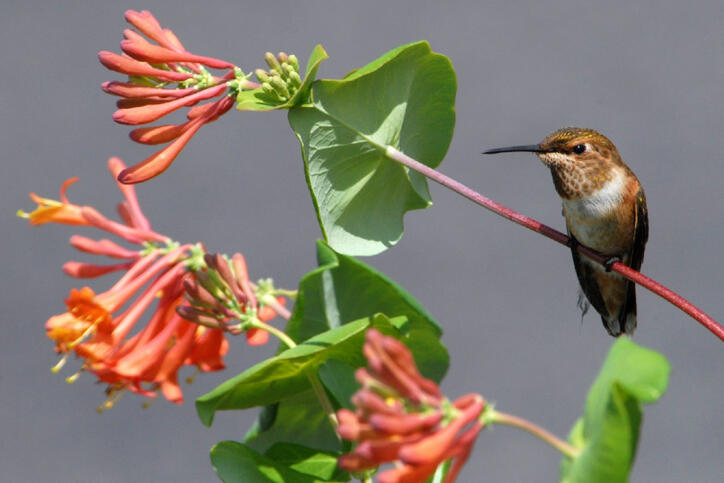 Rufous Hummingbird
