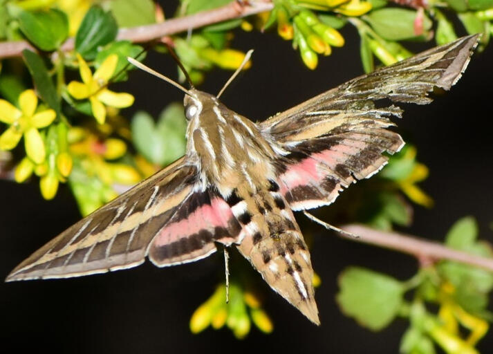 Rufous Hummingbird